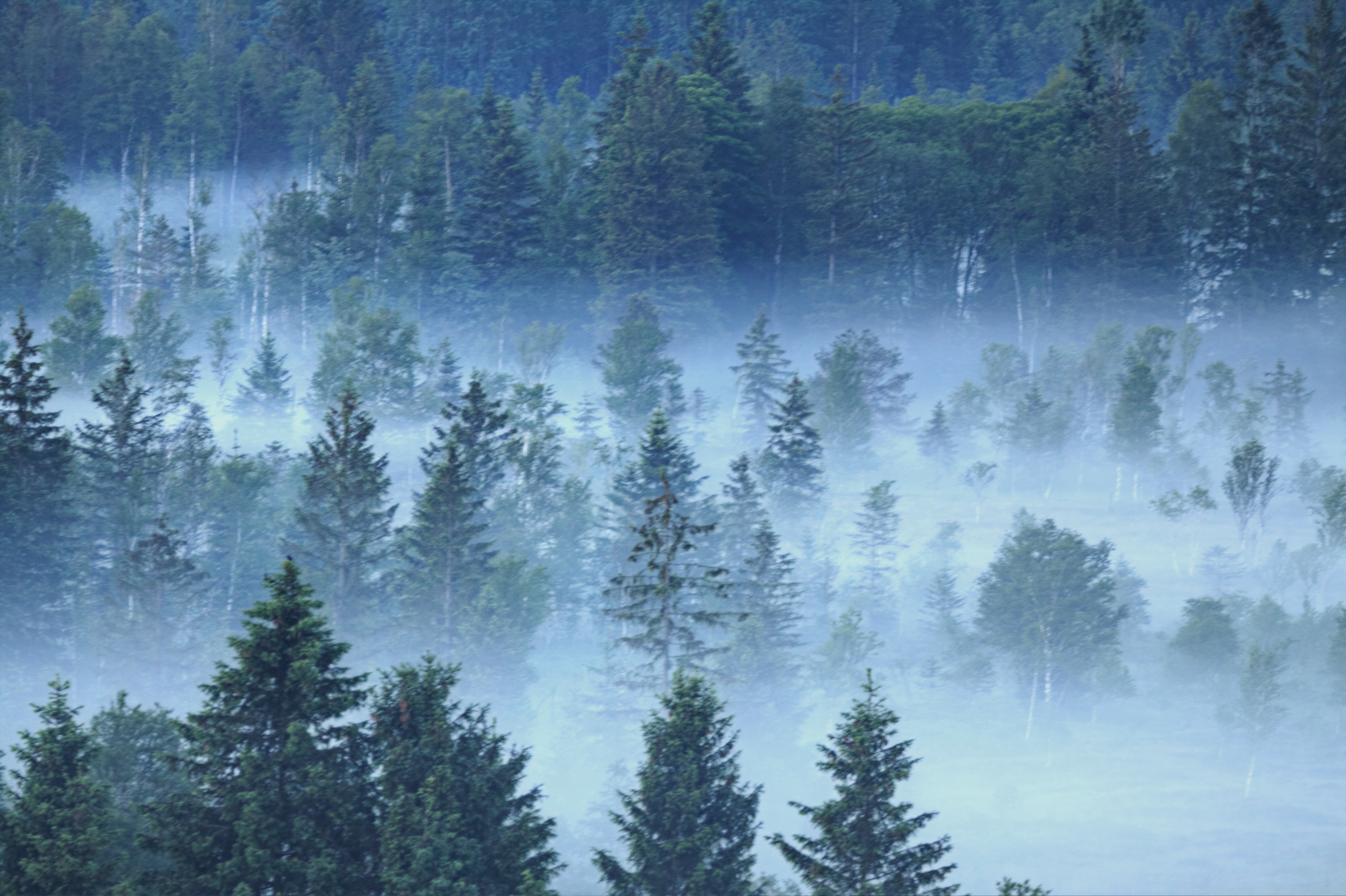Fichtenwald im Morgennebel bei Inzell